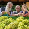 Održana 4. Županijska berba, domaćin berbe vlasnik vinotočja u Općini Cestica  Marijan Županić