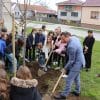 Novi drvored lipa u Biškupcu