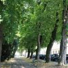 U Gradu Varaždinu vodi se briga o svakom stablu