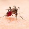 Obavijest o provedbi adulticidne dezinsekcije komaraca na području grada Varaždina