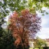 U Jagićevom parku pokraj ‘drveta ljubavi’ simbolično najavljen početak izbora „Stabla godine 2024.“