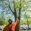 Varaždin u elitnom društvu europskih zelenih metropola nagrađenih za izvrsnost u upravljanju urbanim stablima