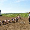 FOTO: Lavići iz Dječjeg vrtića „Varaždin“ objekt Aleja sadili Varaždinsko zelje