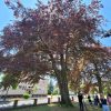 Crvenolisna bukva iz Novog Marofa je prvo Stablo godine Varaždinske županije
