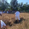 Trnovec čuva tradiciju: Žetvene svečanosti i ove godine oživjele nekadašnji način života naših predaka
